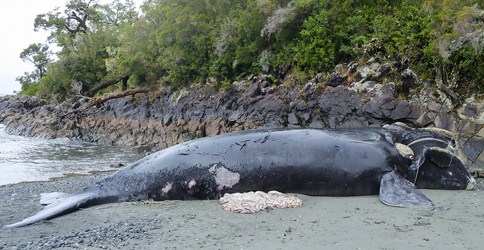 Southern right whale calf dead due to entanglement and possible collission