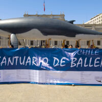 Santuario de Ballenas de Chile