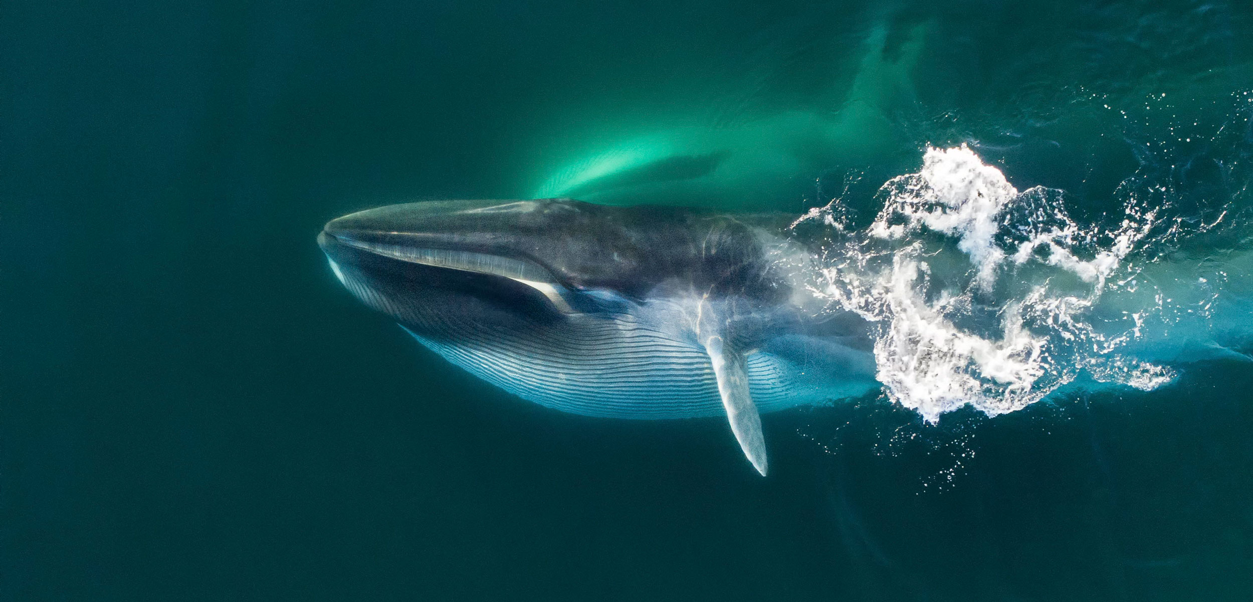 ballena de aleta