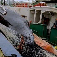 Jorobada muerta por Pesca Chile en océano Austral