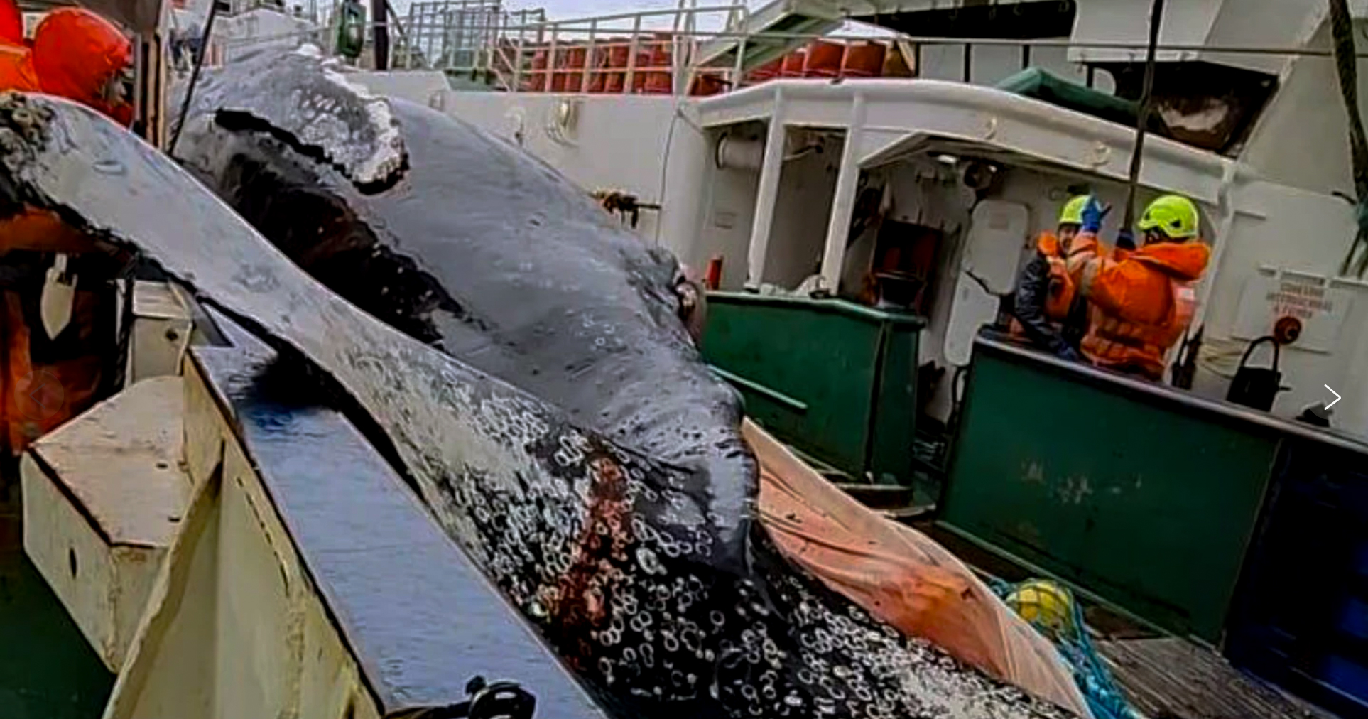 Jorobada muerta por Pesca Chile en océano Austral