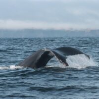 Ballena jorobada, noroeste Isla Grande de Chiloé