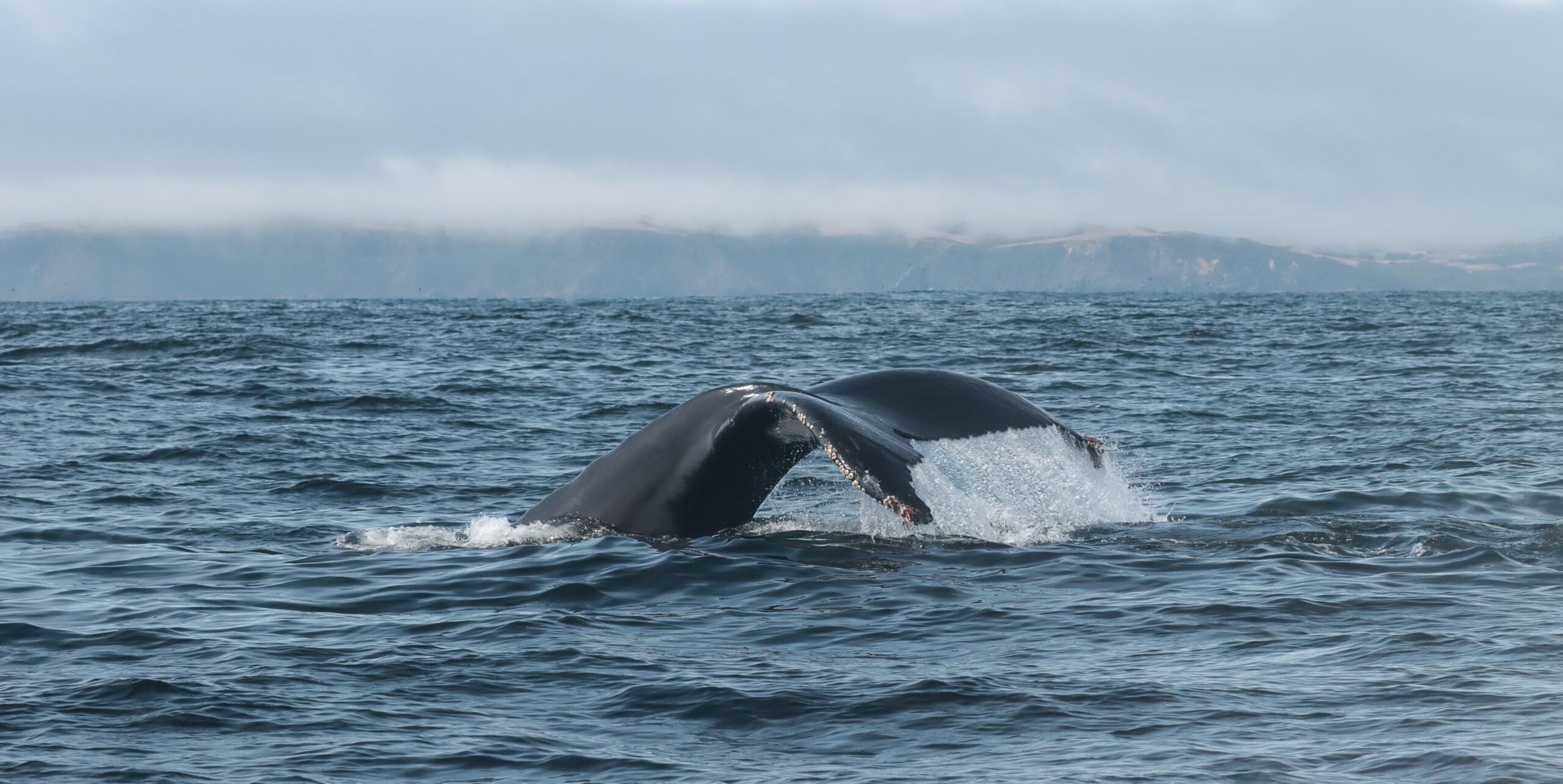 Ballena jorobada, noroeste Isla Grande de Chiloé