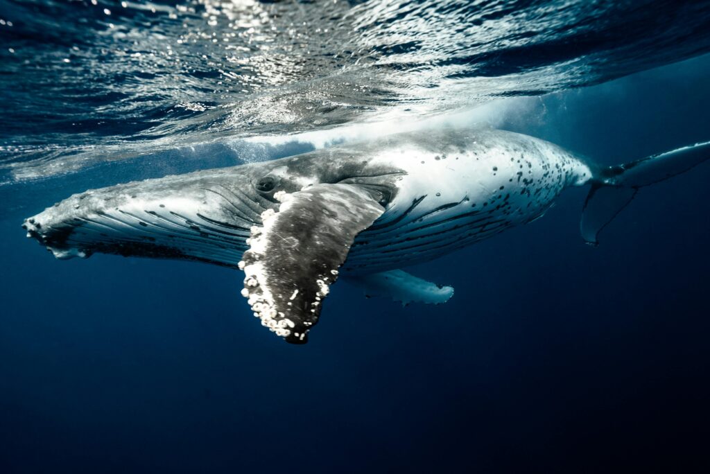 Las ballenas jorobadas pueden navegar mas de 8mil km., durante sus migraciones