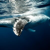 Las ballenas jorobadas pueden navegar mas de 8mil km., durante sus migraciones