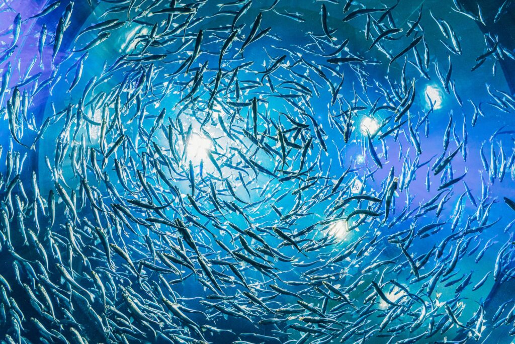https://www.pexels.com/photo/underwater-photography-of-school-of-fish-3536511/
