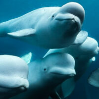 Belugas Marineland Canada