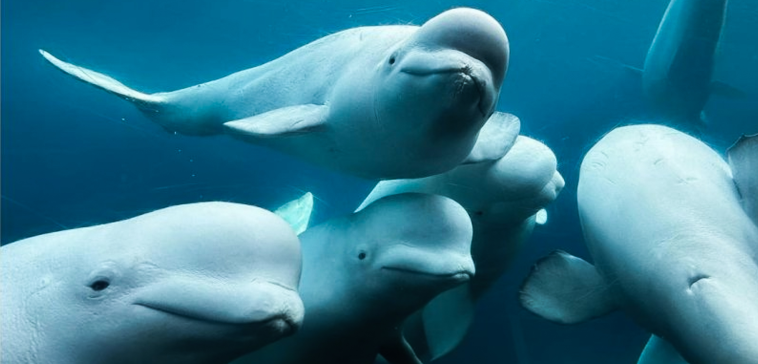 Belugas Marineland Canada