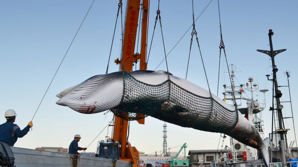 Japanese Illegal Whaling