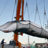 Japanese Illegal Whaling