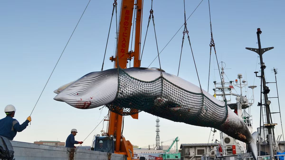 Japanese Illegal Whaling