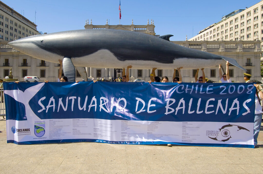 17 años del Santuario de Ballenas de Chile: Un legado global que pide más protección para los cetáceos