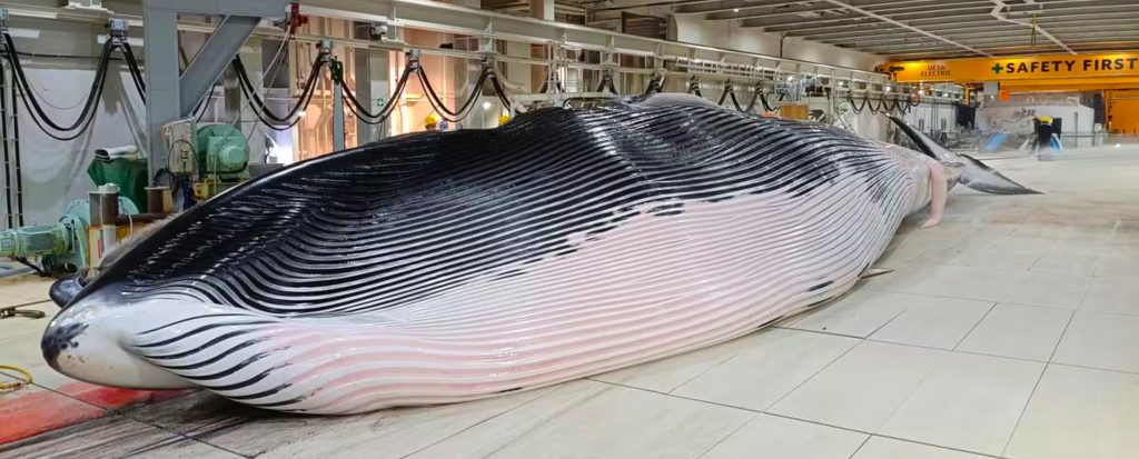Ballena de aleta asesinada por Japón en 2025