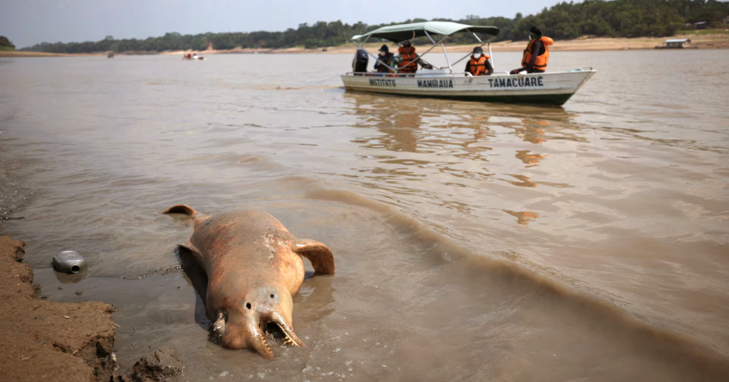 41 grados de evidencia: el calentamiento que asfixia la Amazonía y el acuerdo climático que lo permite