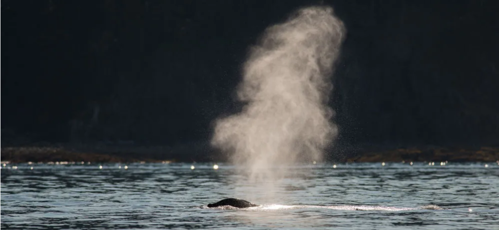 Soplo de ballena jorobada