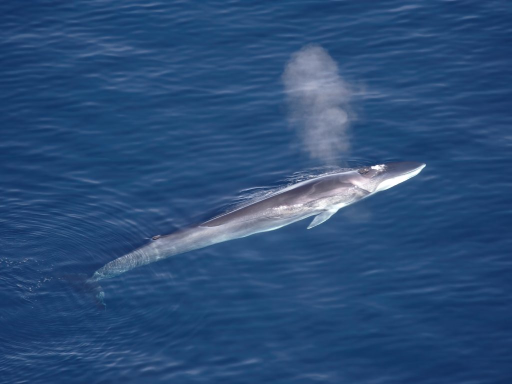 Ballena de aleta