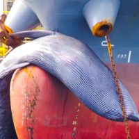 Ballena colisionada en bulbo de proa