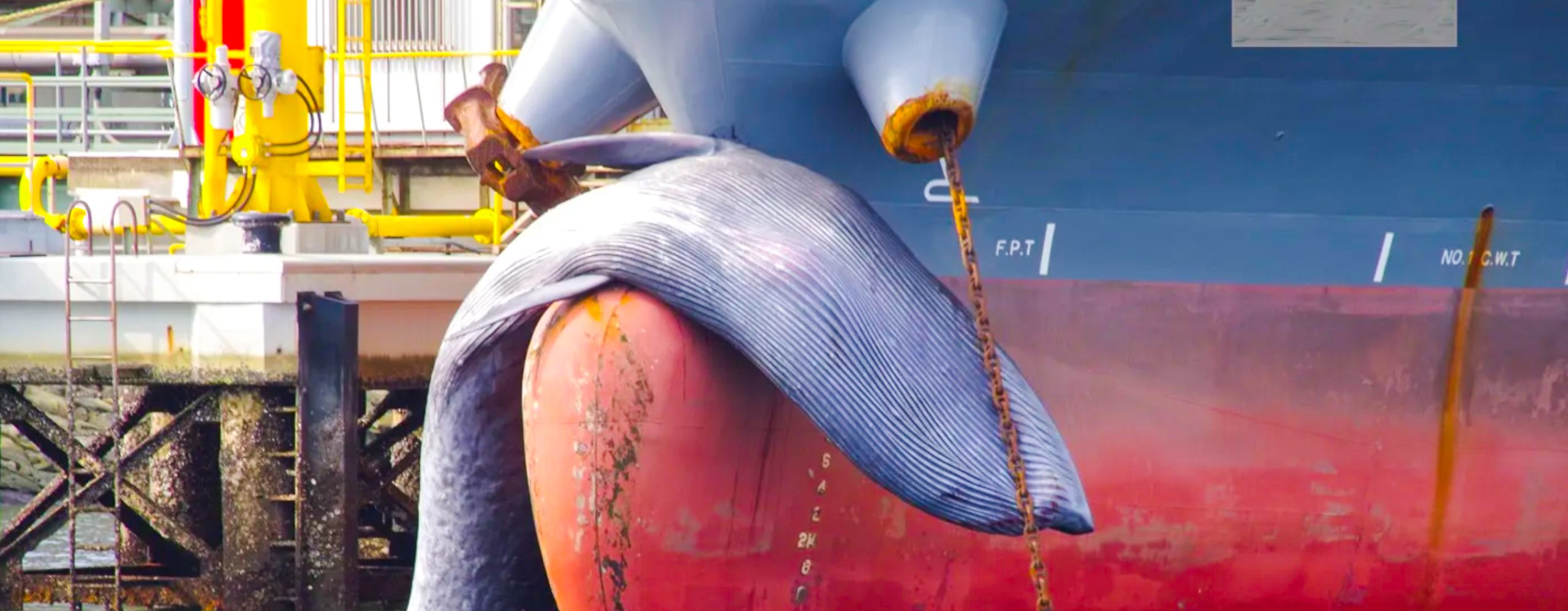 Ballena colisionada en bulbo de proa