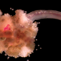 Osedax, gusano devora-hueso de ballenas