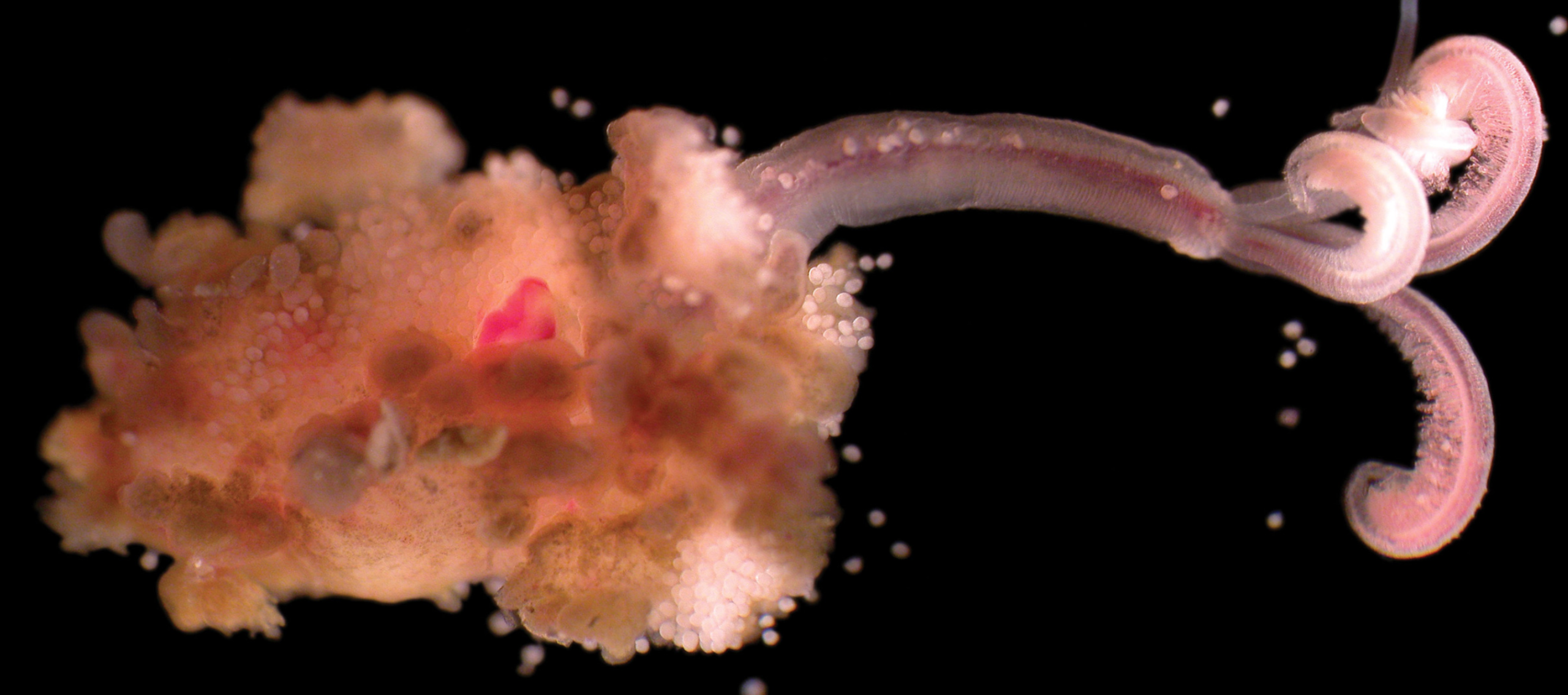 Osedax, gusano devora-hueso de ballenas