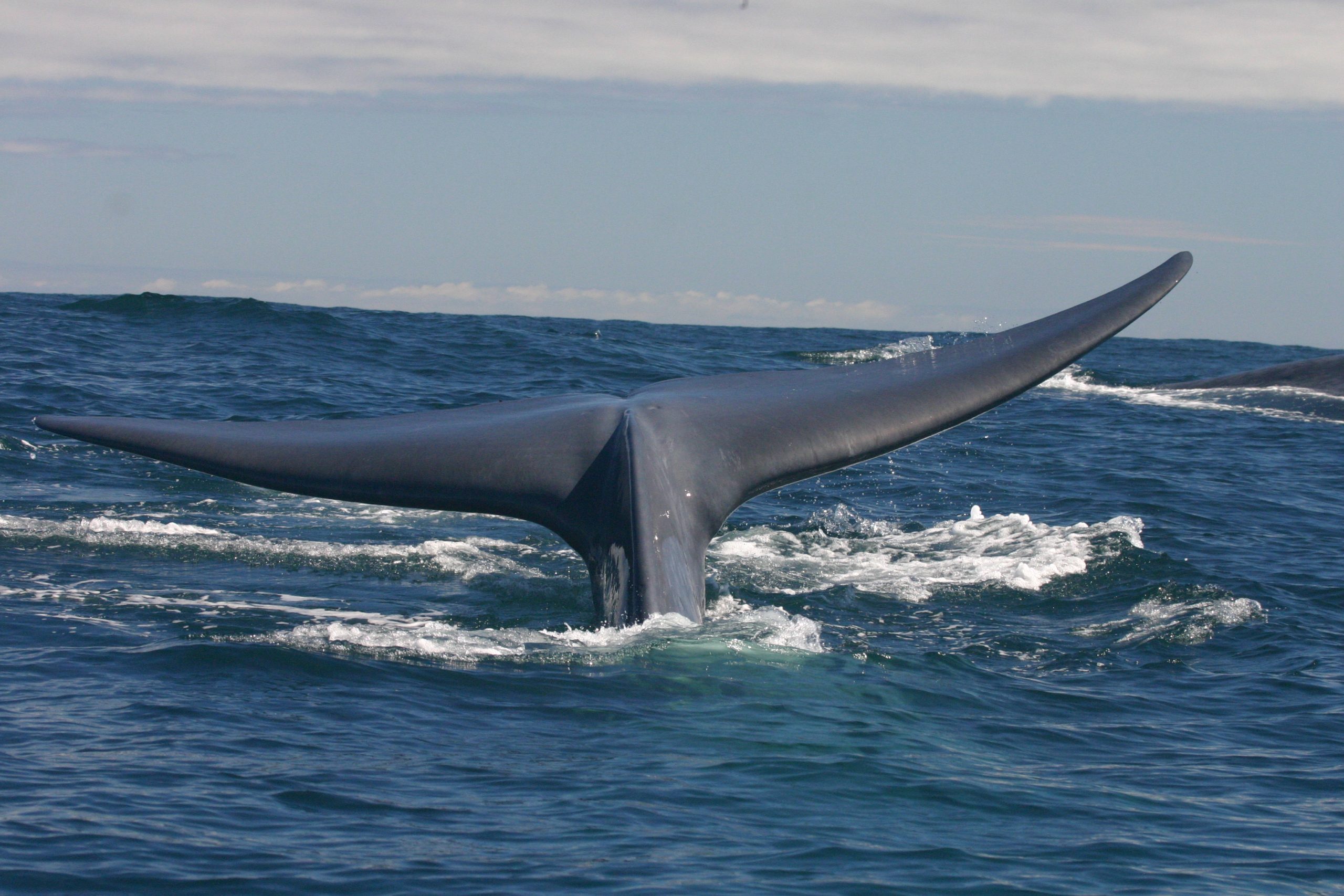 Ballena azul
