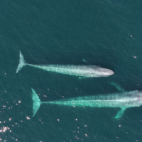Ballena azul madre y cria