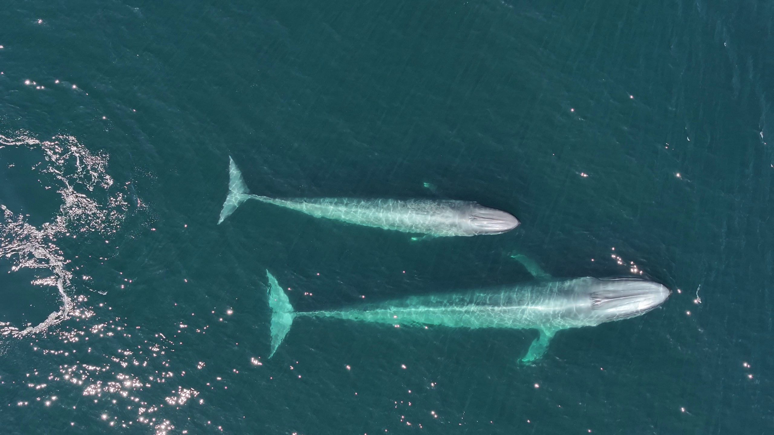 Ballena azul madre y cria