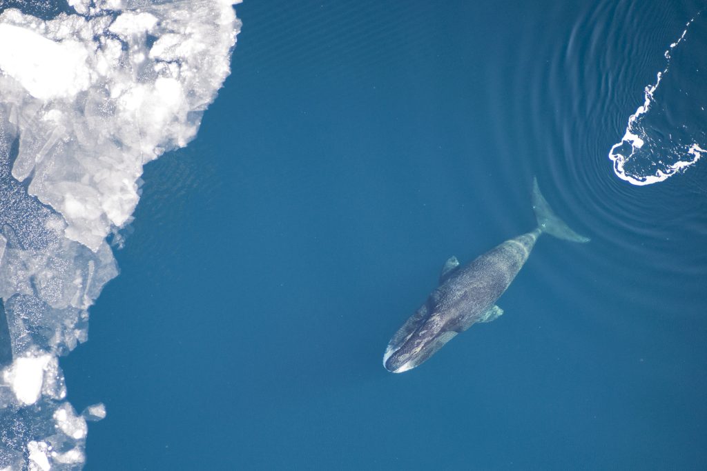 El hielo que salvó a las ballenas de Groenlandia de la caza se derrite y las expone a nuevas amenazas