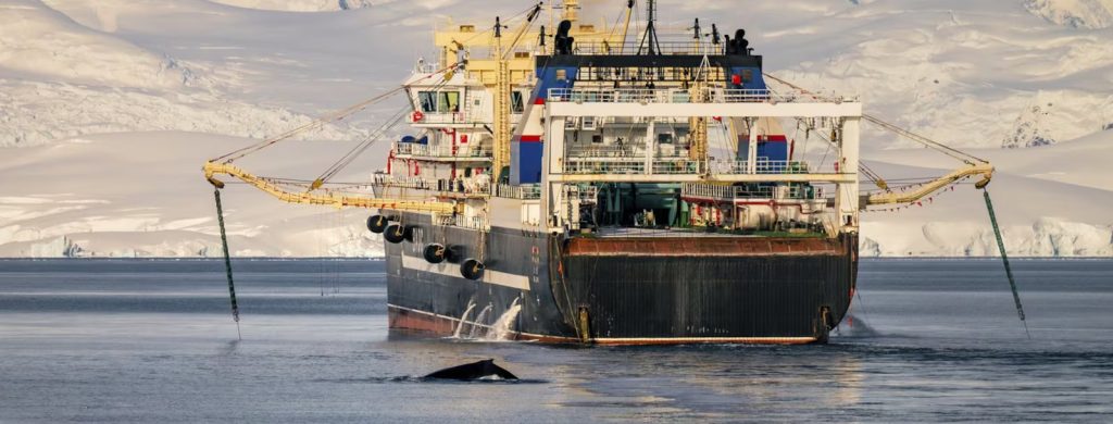 El Gran Engaño: Cómo Noruega y China capturan la conservación para doblar las cuotas de pesca de kril antártico