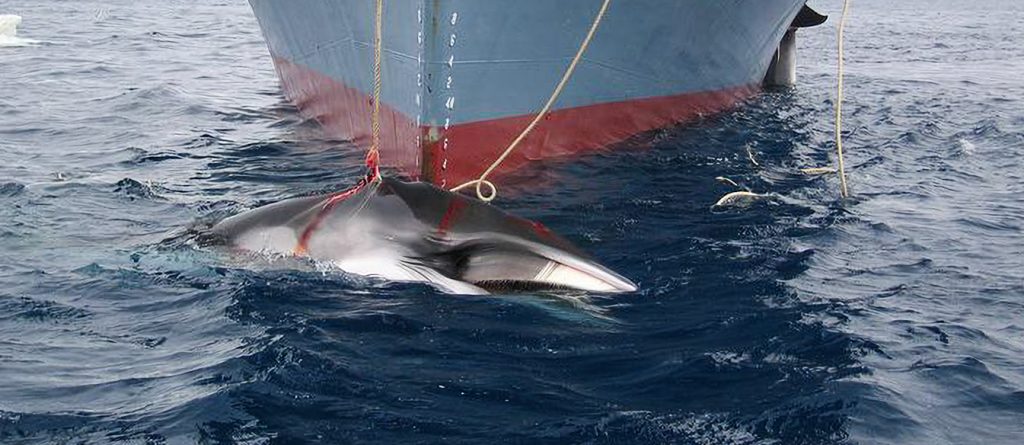 Arpones contra el ecosistema: cómo Japón sacrifica la salud del océano por una industria obsoleta… y cómo puedes ayudar a detenerla