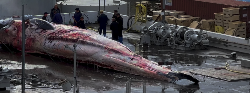 Islandia: El oscuro pacto político que condena a las ballenas y la salud del océano