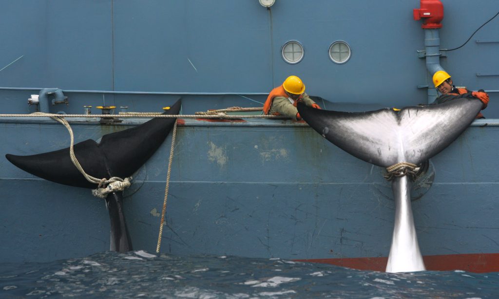 Balenina y Parkinson: el nuevo anzuelo de Japón para promover la caza comercial de ballenas