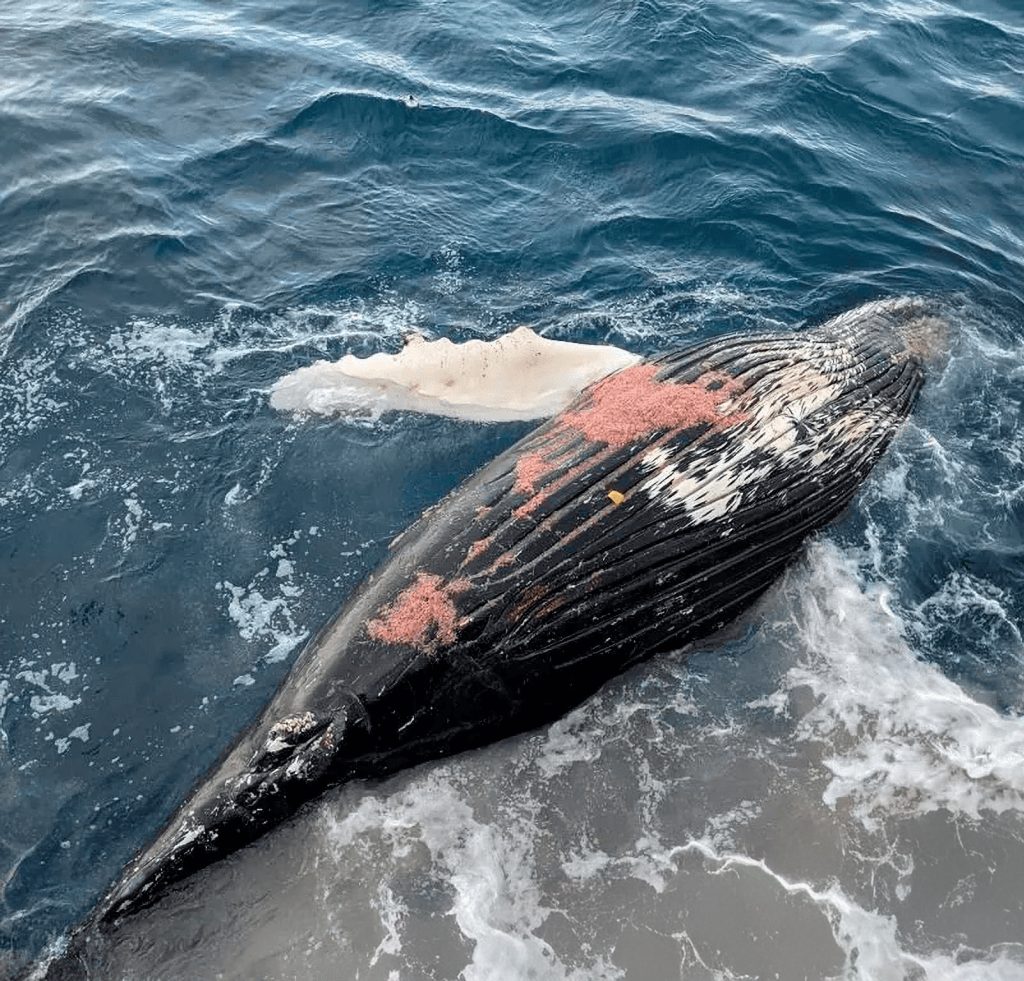 Chile cuestionado a nivel internacional por informes sobre muertes de ballenas del Antarctic Endeavour