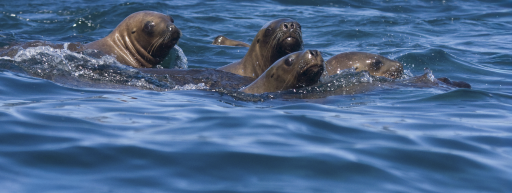 Chile: Ecoceanos y Centro de Conservación Cetacea lanzan campaña ciudadana “No + Matanzas de Lobos Marinos en Chile” para impedir el plan ecocida del Gobierno