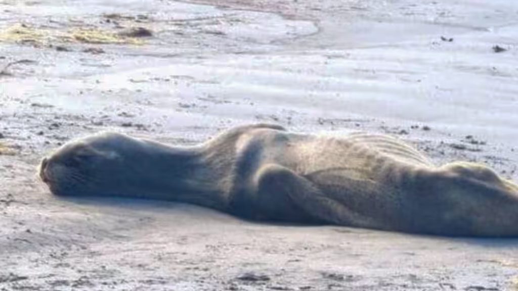 ¿Se sumará el plan de matanza del Gobierno a la mortandad masiva de lobos marinos por cambio climático, El Niño y H5N1 en costas chilenas?