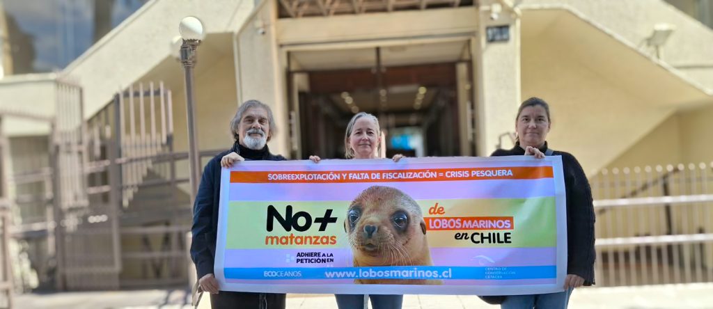 ONGs de Chile y Latinoamérica exigen frenar plan de matanza de lobos marinos