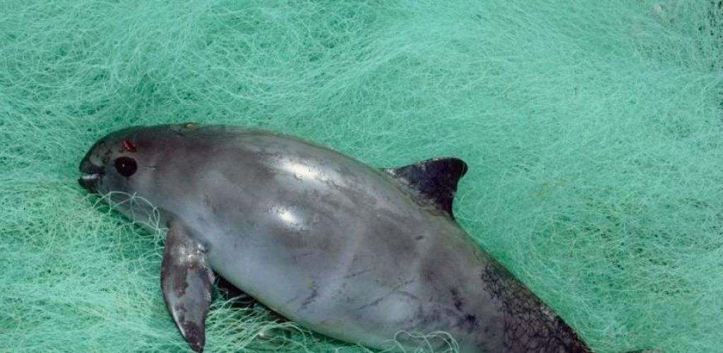 NGOs and scientists demand Mexico reverse the rollback of vaquita marina protections